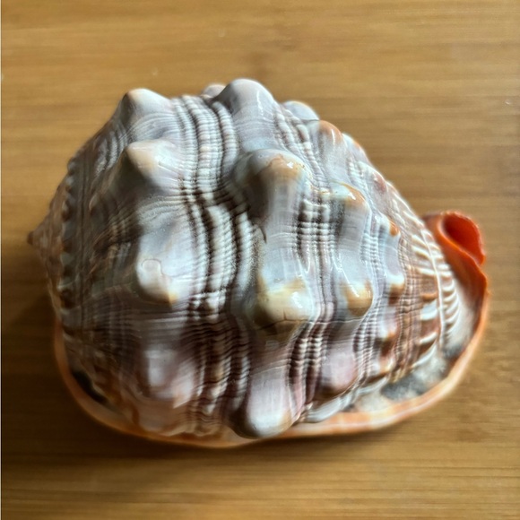 GORGEOUS CAMEO CYPRAECASSIS RUFA SEA SHELL AFRICAN BULLMOUTH HELMET - Picture 1 of 5